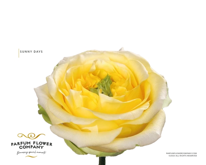 <h4>Rosa Garden Sunny Day</h4>