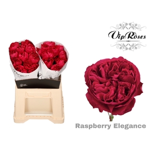 R GR RASPB ELEGANCE