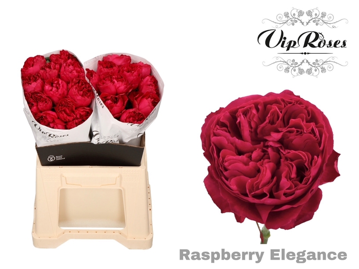 R GR RASPB ELEGANCE