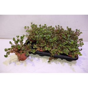 arr8 Sedum Coral Reef