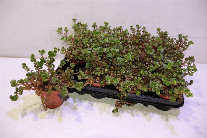 <h4>arr8 Sedum Coral Reef</h4>