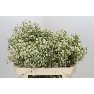 Chamelaucium Ofir