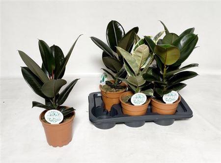 <h4>Fic El Ov Gem</h4>