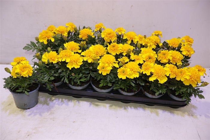 <h4>Tag Er Taisha Yellow</h4>