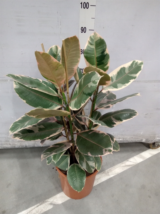 <h4>Ficus elastica 'Belize'</h4>