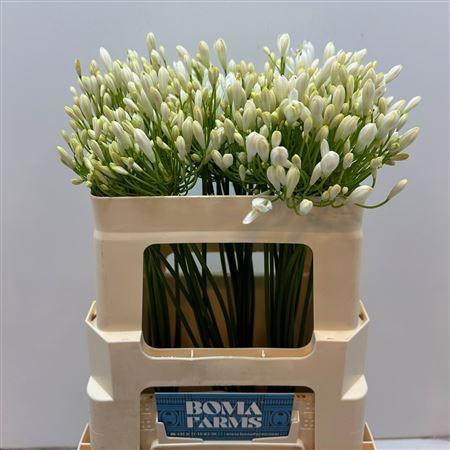 <h4>Agap White Heaven</h4>