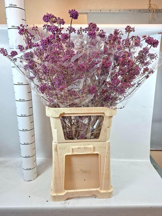 <h4>CALLICARPA BOD PROFU</h4>