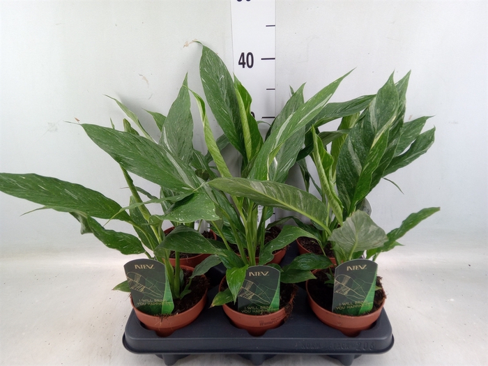 <h4>Spathiphyllum  'Diamond'</h4>