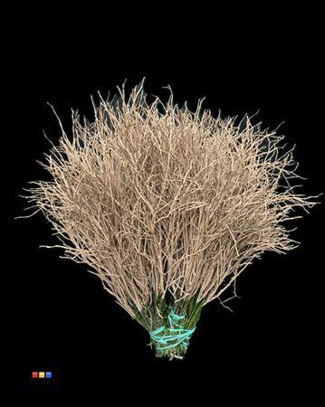 <h4>Vaccinium / Heidelbeer Terracotta</h4>