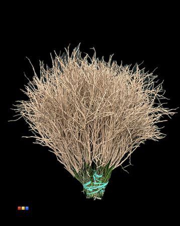 <h4>Vaccinium / Heidelbeer Terracotta</h4>