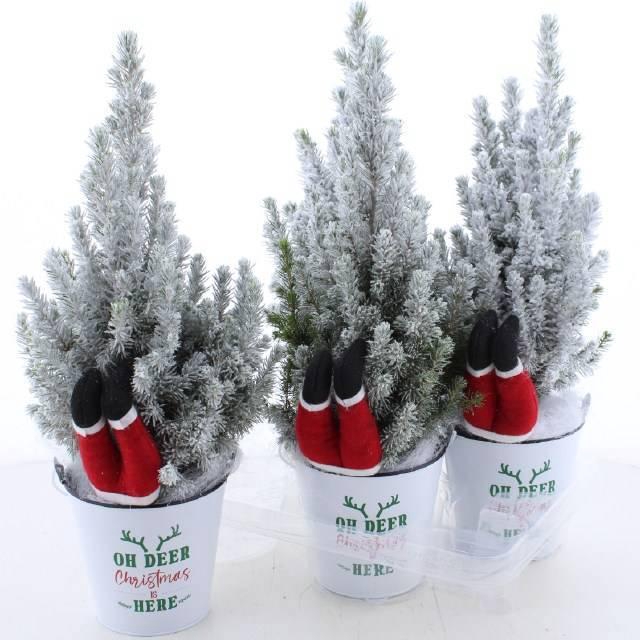 <h4>PICEA GL PERFECTA</h4>