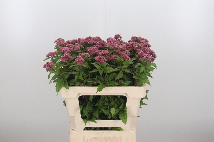 Eupatorium Purpureum