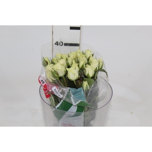 ROSA SPRAY FLOREANA 040 CM BRANCO