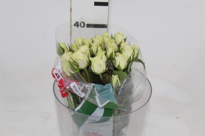 <h4>ROSA SPRAY FLOREANA 040 CM BRANCO</h4>