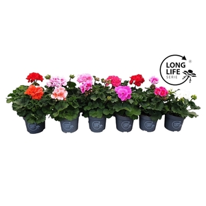 Pelargonium Zonale Mix cc