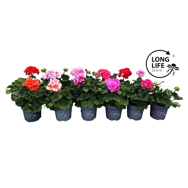 <h4>Pelargonium Zonale Mix cc</h4>