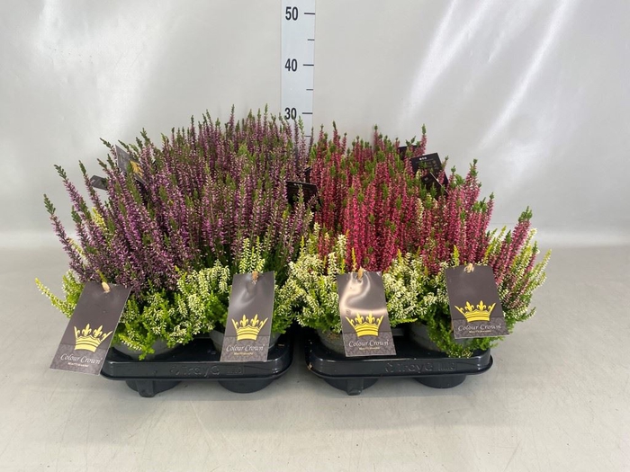 <h4>Calluna vulg. 'Beauty L CCrow' ..mx</h4>