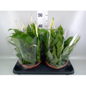 Spathiphyllum  'Bellini'