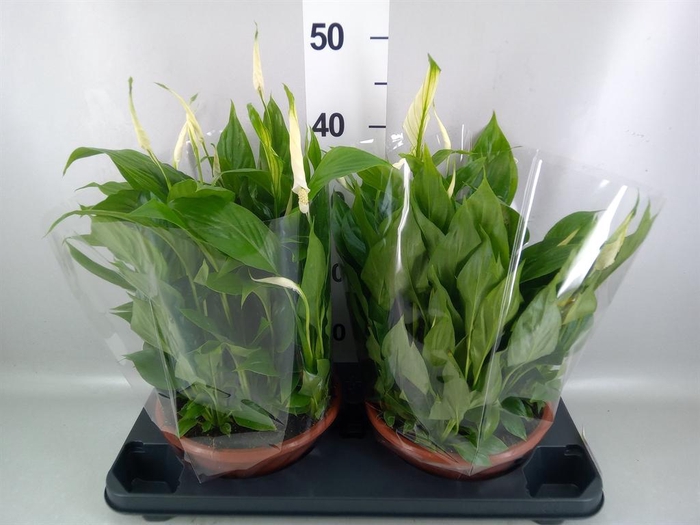 <h4>Spathiphyllum 'Bellini'</h4>