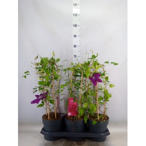 Clematis  'Garland'   ...