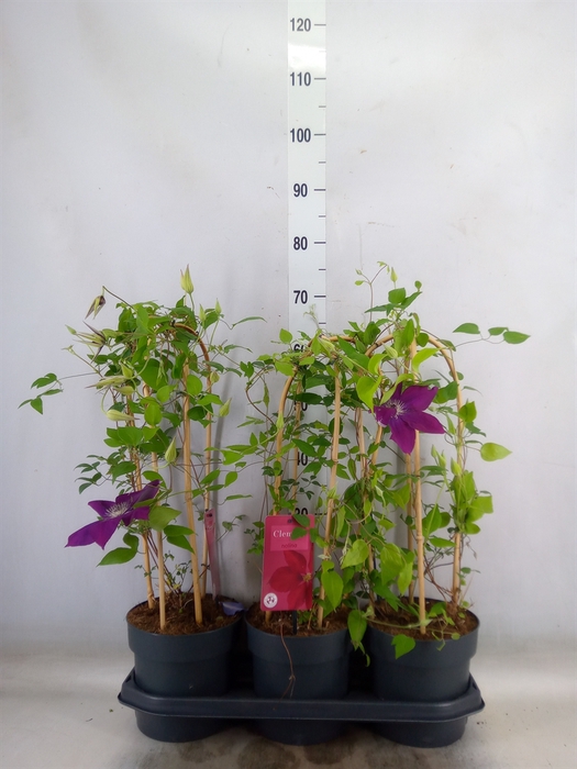 <h4>Clematis  'Garland'   ...</h4>