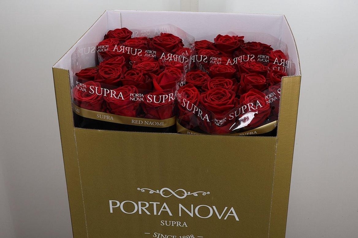 <h4>R Gr Red Naomi!</h4>