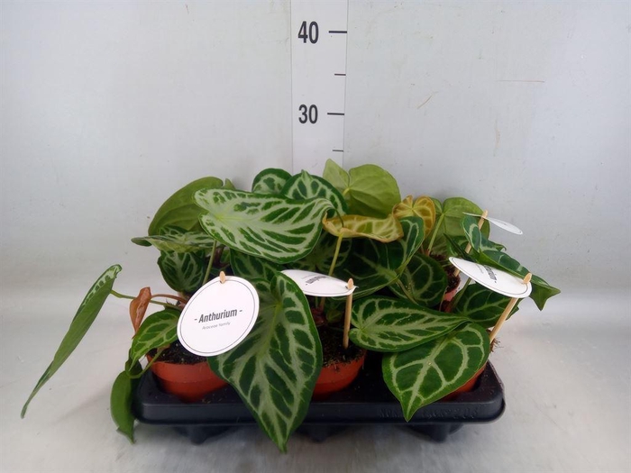 <h4>Anthurium   ...</h4>