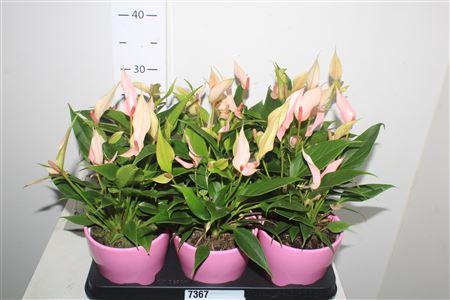 <h4>Anthu Lilli 6+ In Keramieke Deco Pot</h4>