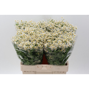 Tana Pa Single Vegmo