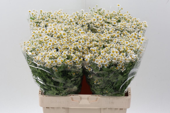 <h4>Tana Pa Single Vegmo</h4>