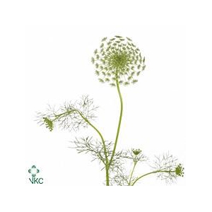 AMMI VIS CASABLANCA