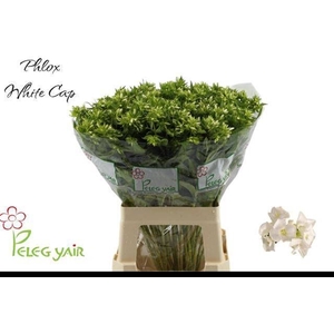 PHLOX P WHITECAP