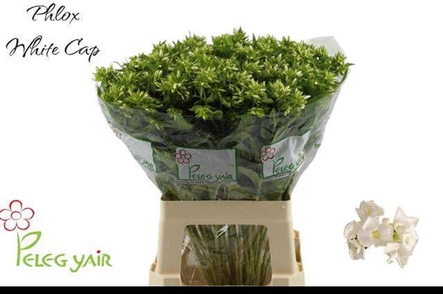 <h4>PHLOX P WHITECAP</h4>