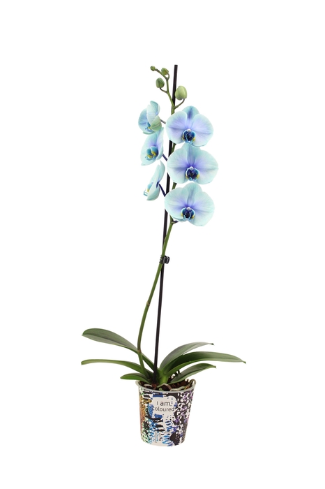 <h4>Potcover I Am Coloured I Am Northern Light 1T9+ (24u levertijd)</h4>