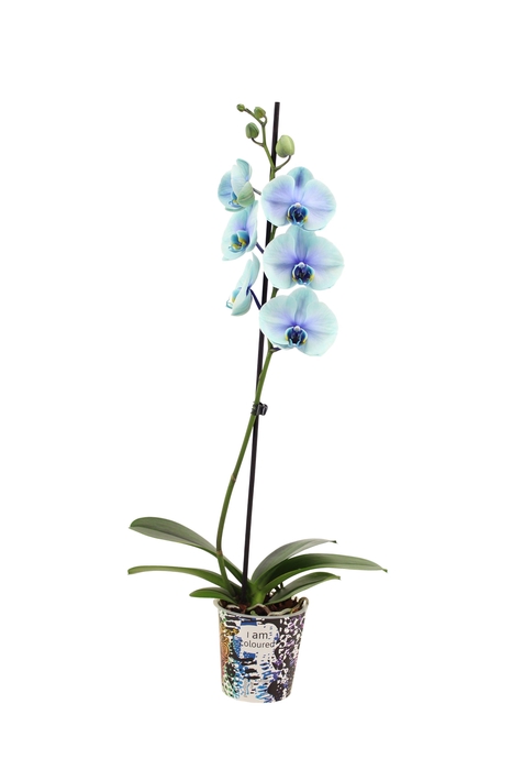 <h4>Potcover I Am Coloured I Am Northern Light 1T9+ (24u levertijd)</h4>