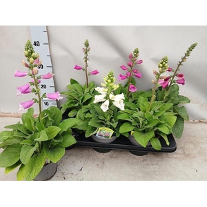 DIGI PURPUREA