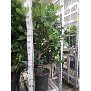 Ficus cyathistipula