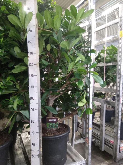 <h4>Ficus cyathistipula</h4>