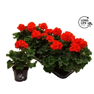 Pelargonium Zonale Orange
