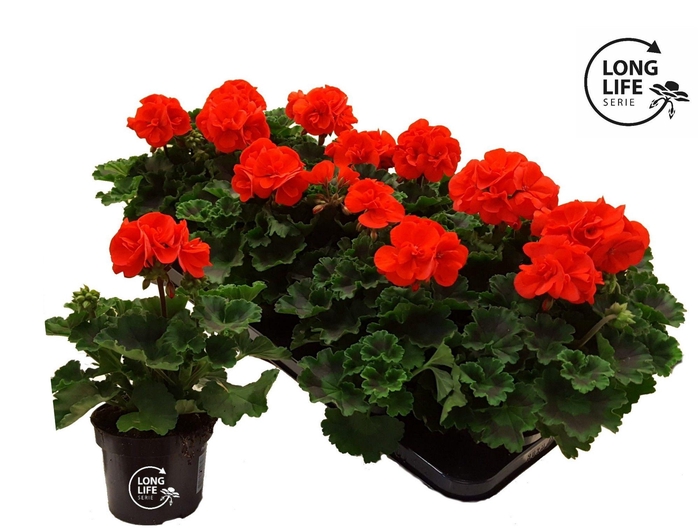<h4>Pelargonium Zonale Orange</h4>