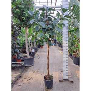 Ficus Elastica Robusta gedraaide stam 250