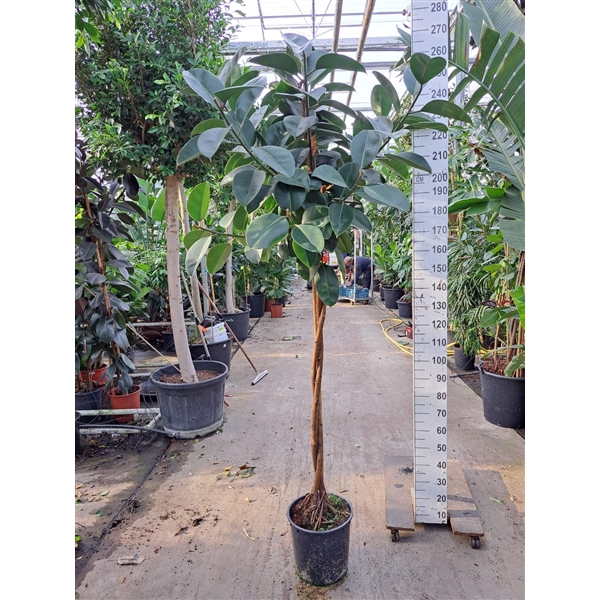 <h4>Ficus Elastica Robusta gedraaide stam 250</h4>