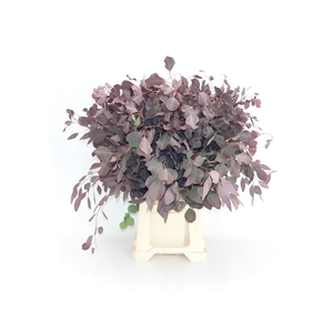 Euca Populus Rood Abs