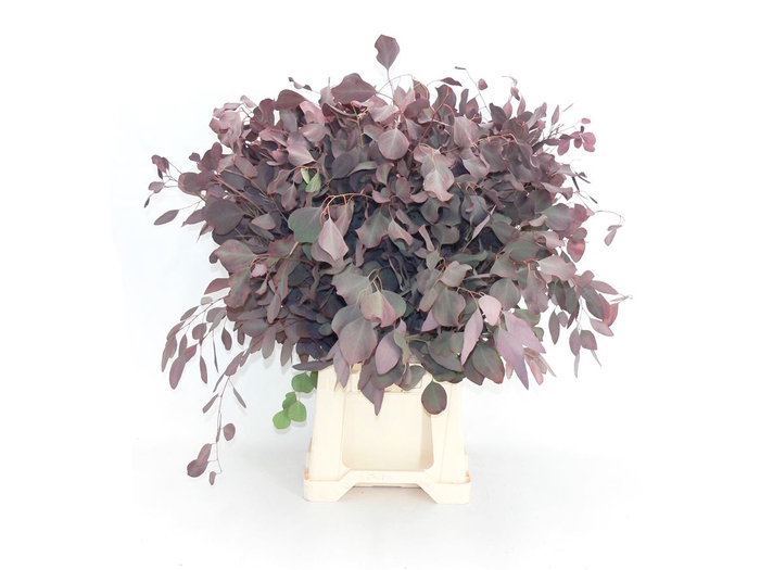 <h4>Euca Populus Rood Abs</h4>
