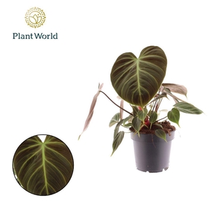 Philodendron Choco Red