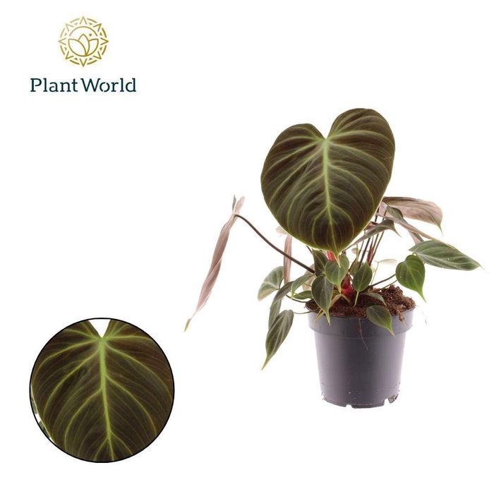 <h4>Philodendron Choco Red</h4>