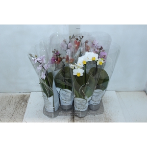 PHALAENOPSIS MINI P09