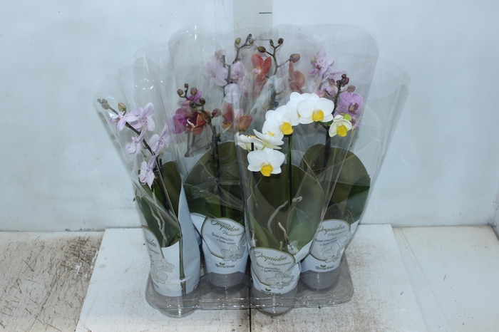 <h4>PHALAENOPSIS MINI P09</h4>