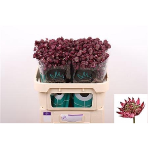 Astrantia Star Of Love 70cm