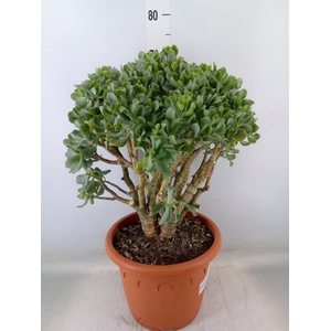 Crassula arborescens 'Curly'